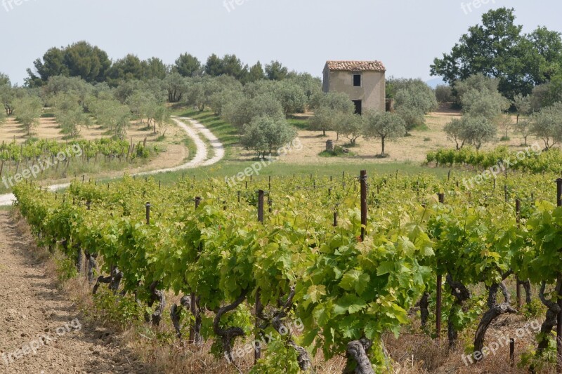 Nature View Landscape Poppies Vineyards