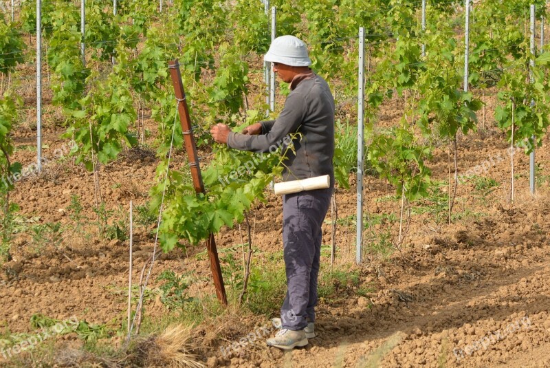 Seasonal Worker Worker Farmer People Free Photos