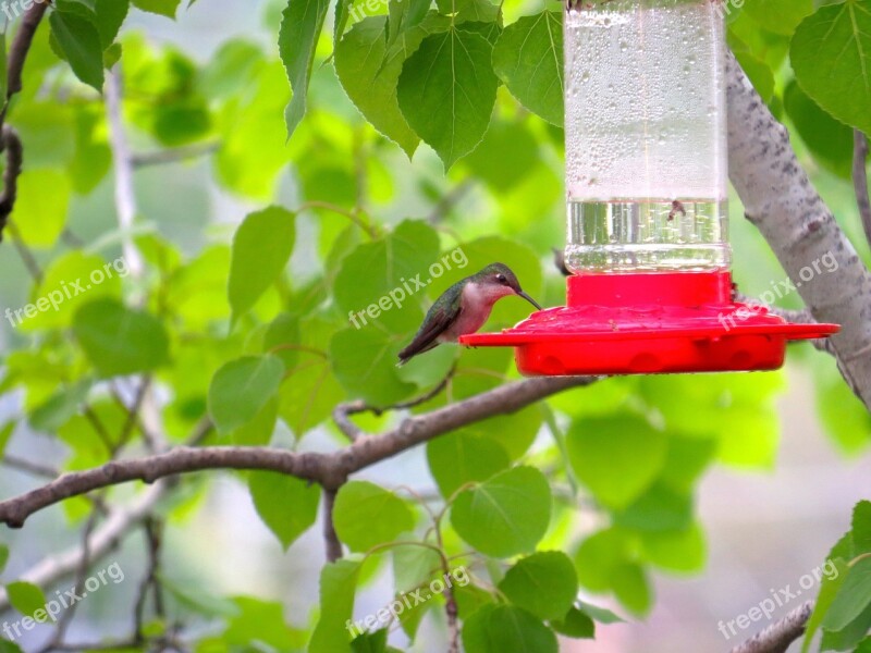 Bird Nature Hummingbird Free Photos