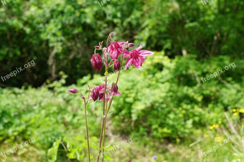 Bellflower Nature Green Spring Aroma