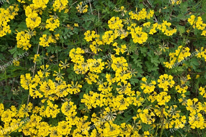 Horseshoe Vetch Flowers Yellow Spring Aroma