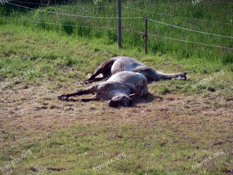 Horses Paddock Coupling Tired Rest