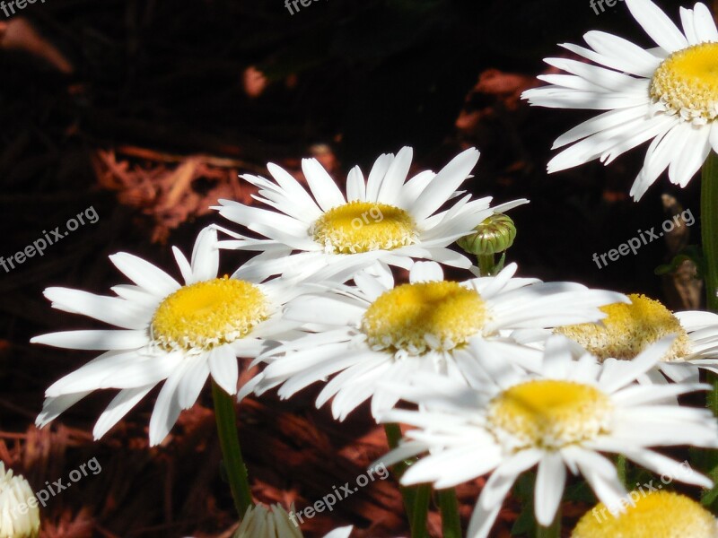 Yellow Daisy Flower Nature Plant