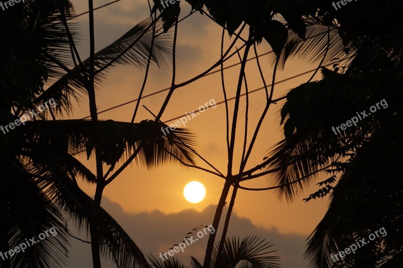 Palm Leaves Sunset Sky Colourful India