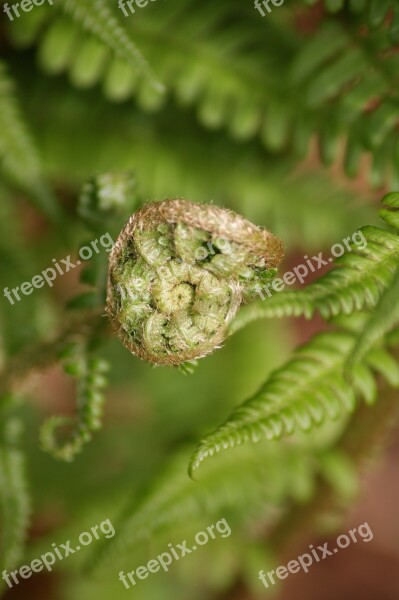 Fern Green Plant Nature Fiddlehead