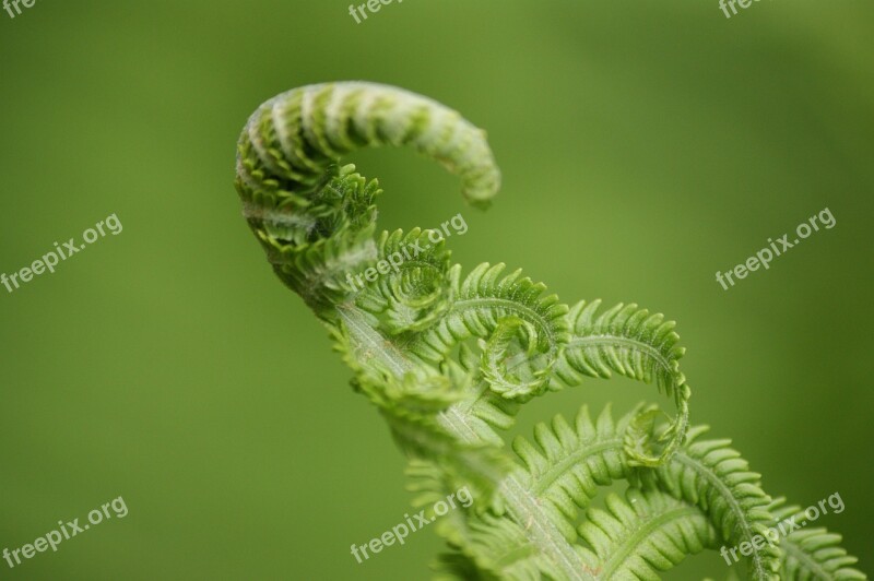 Fern Green Plant Nature Fiddlehead