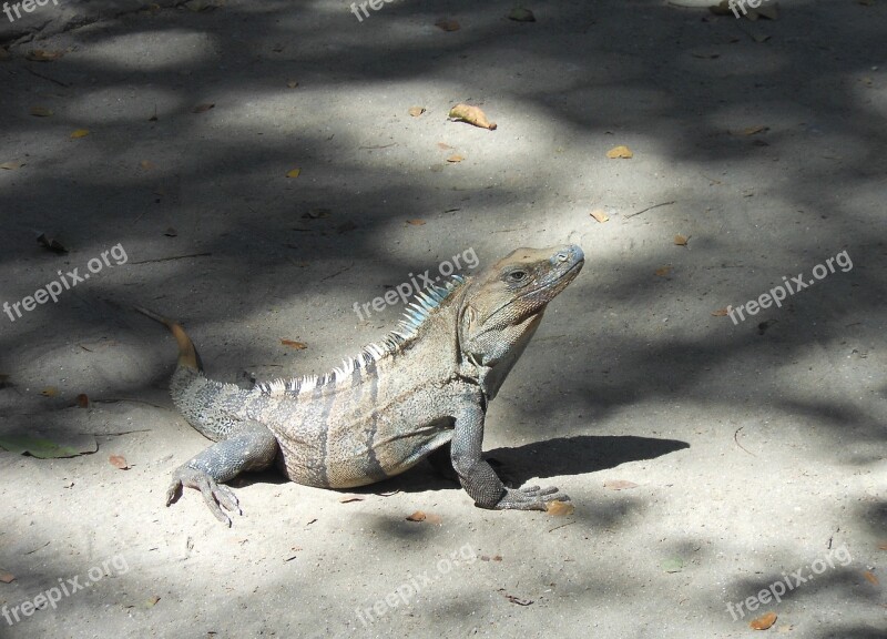 Iguana Costa Rica Dragon Central America Reptile