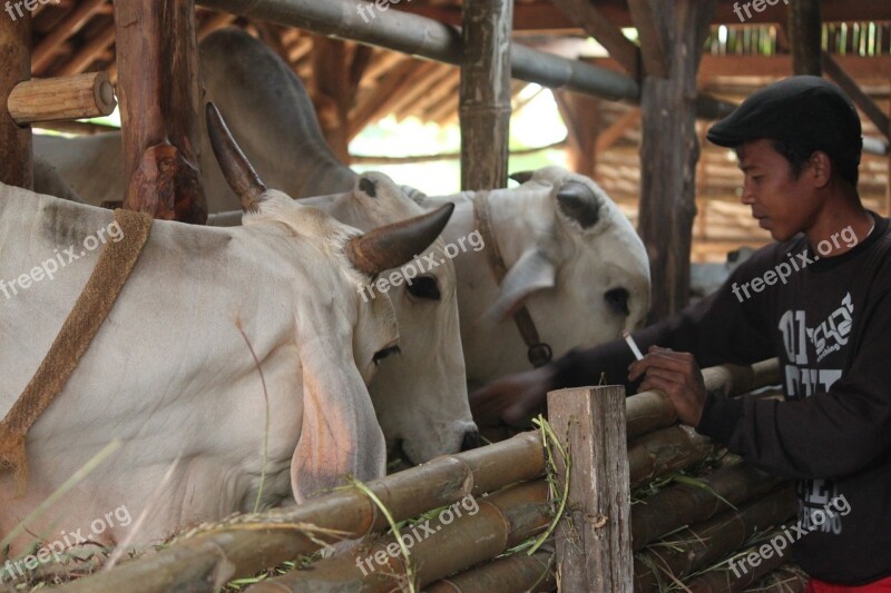 Cattle Cattle Farmers Cow Java Indonesian Cattle Indonesian People