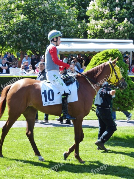 Horse Racing Gallop Sport Competition Istanbul