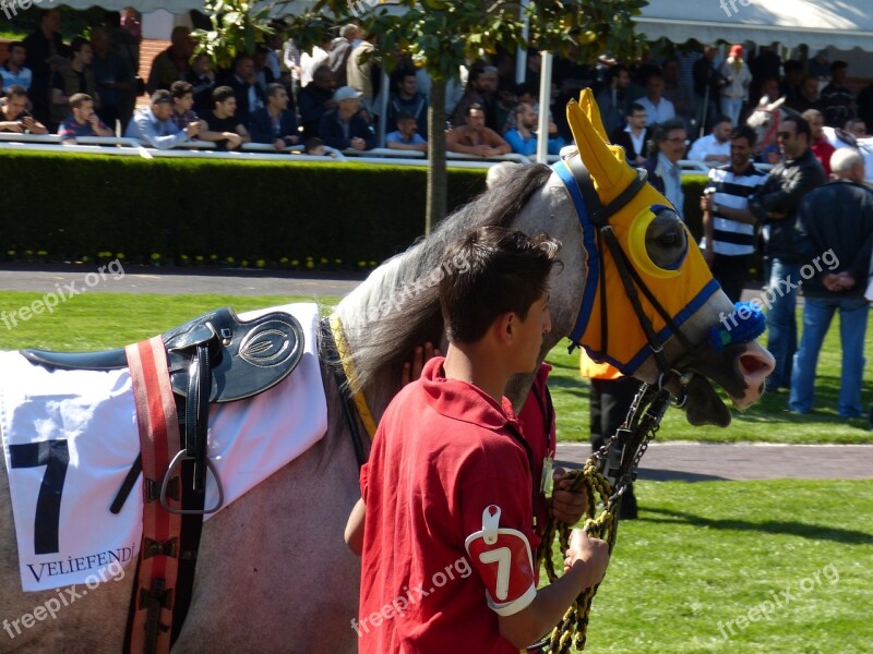 Horse Racing Gallop Sport Competition Istanbul