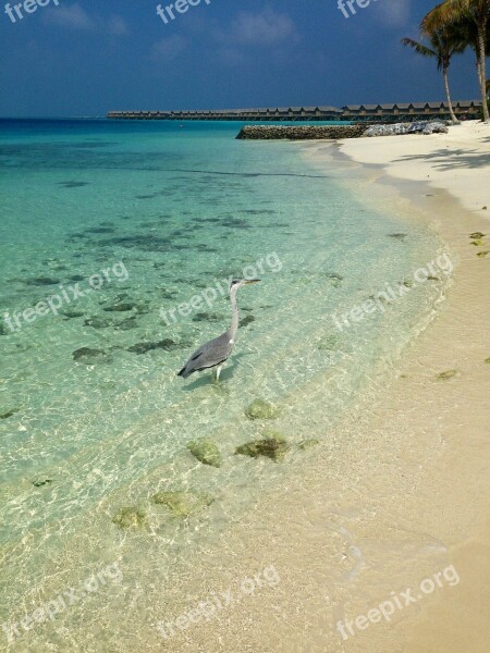 Maldives Beach Bird Free Photos