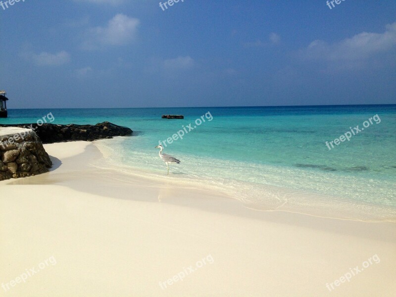 Water Beach Sea Maldives Bird