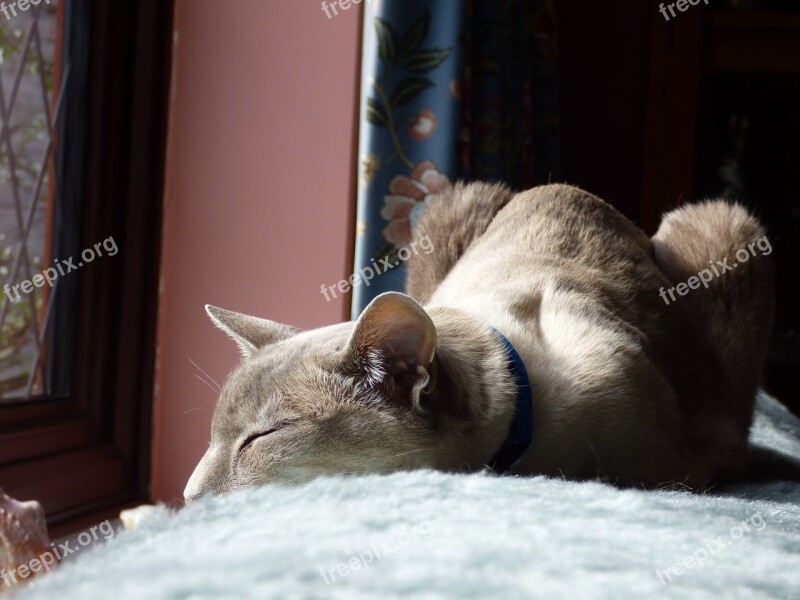 Siamese Cat Sleeping Domestic Feline