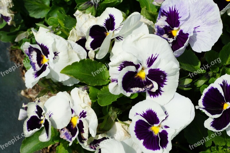 Pansy Flowers Naturv Party Luck