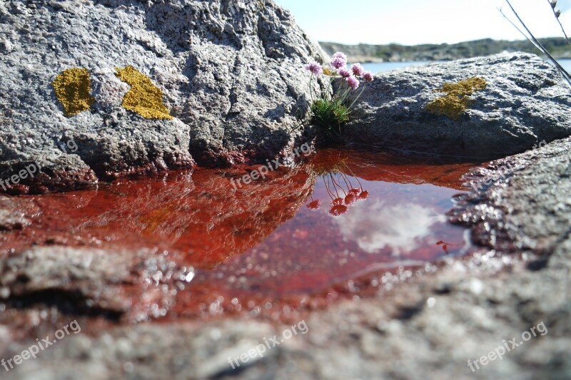 Nature Plant Spring Red Puddle