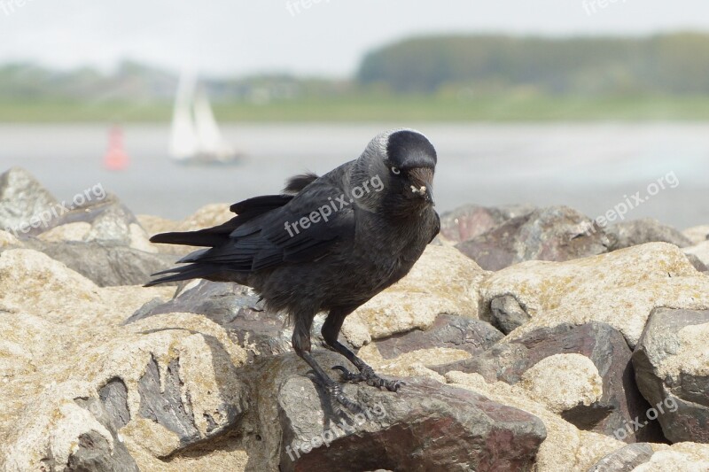 Bird Jackdaw Foraging Water Elbe