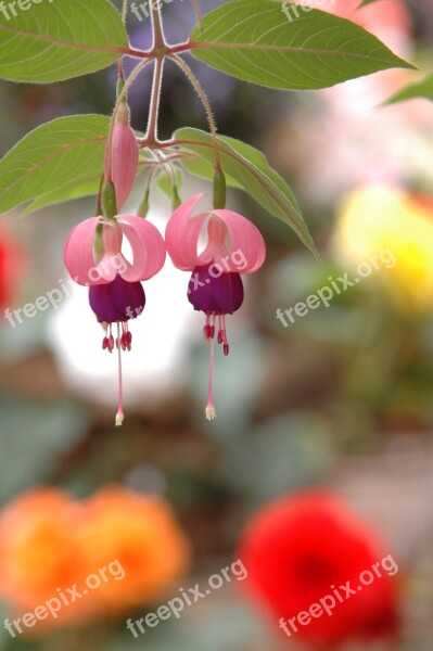 Fuchsia Flowers Angel Earrings Plants A Flower Garden