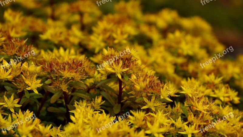 Stonecrop Sedum Flower Yellow Petals