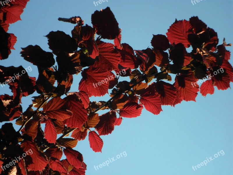 Hazel Leaves Red Backlighting Branch