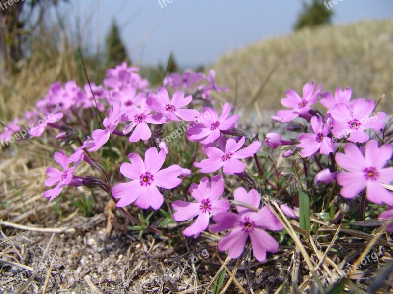 Flower Grass Grass Flowers Nature Pink Flower