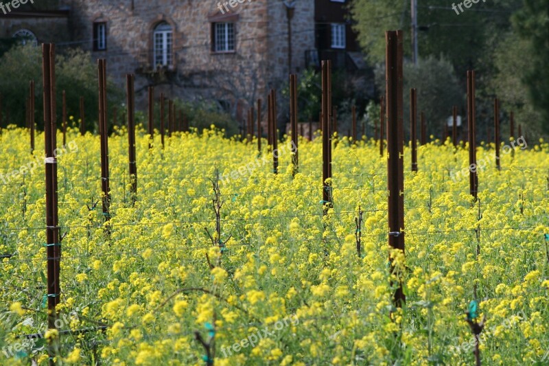 Flower Vineyard Mustard Blossom Blooming