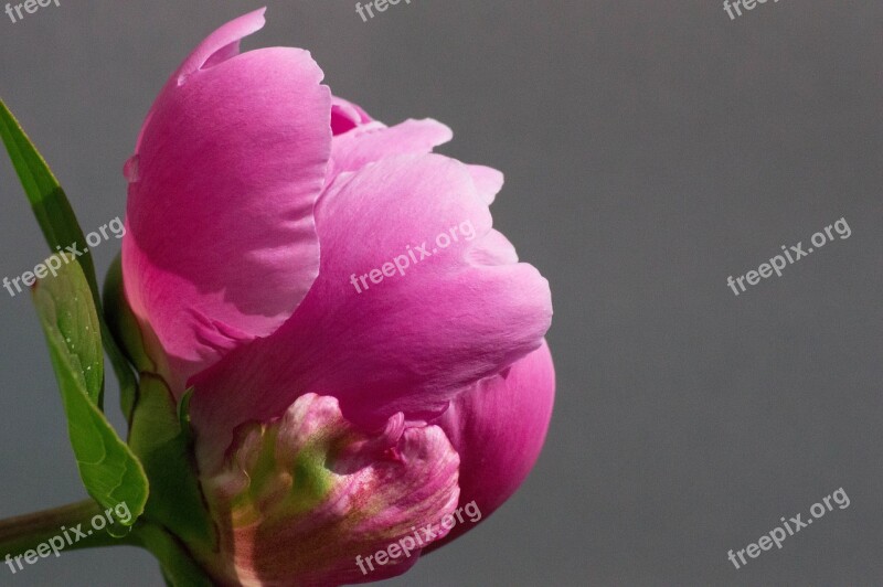 Pink Flower Peony Free Photos