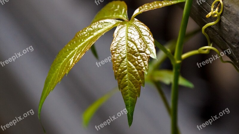 Wine Leaf Tendril Plant Spring