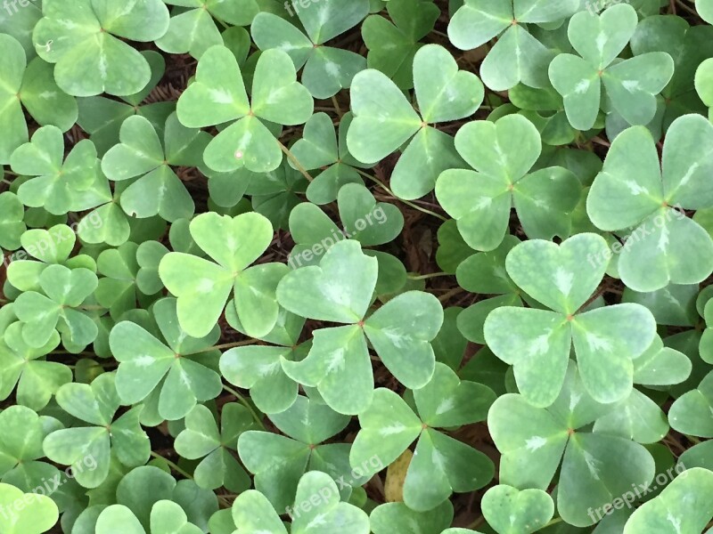 Sorrel Shamrock Redwood Forest Carpet