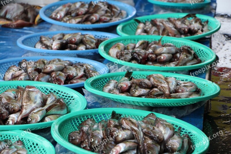 Fish Biology Sea Sandfish Market