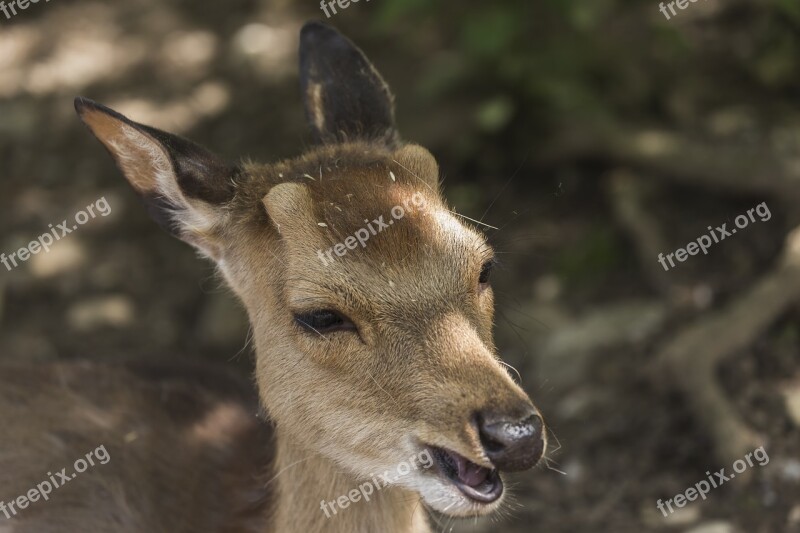 Fawn Roe Deer Forest Nature Red Deer