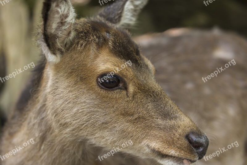 Roe Deer Red Deer Zoo Nature Animal World