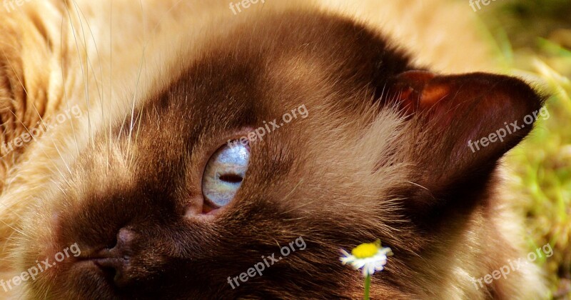 Cat British Shorthair Fur Brown Beige