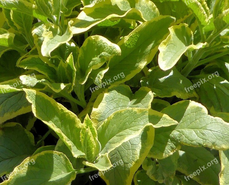 Hosta Yellow And Green Perennial Ground Cover Garden