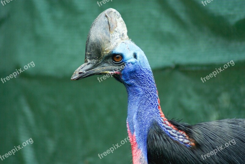 Bird Cassowary Helmet Indonesia Free Photos