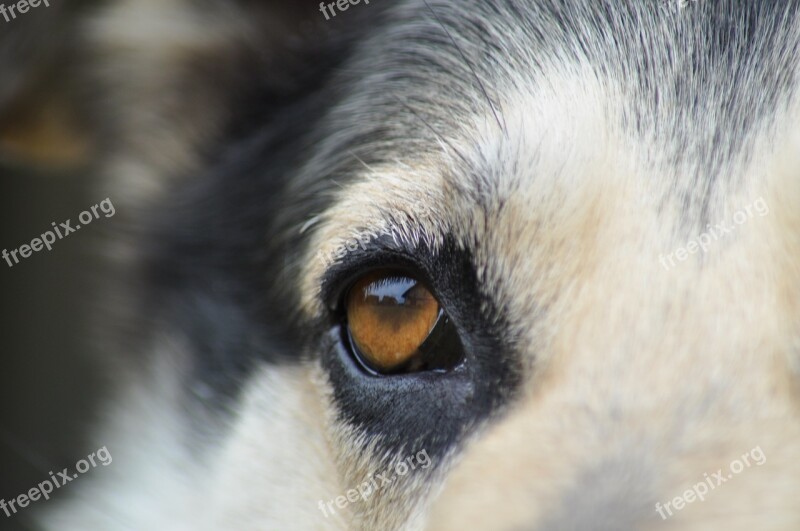 Eyes Dog Closeup Animals Vigilance