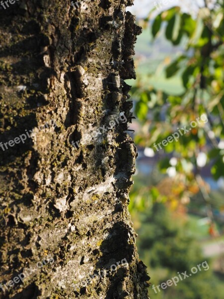 Ringelborke Bark Cherry Tree Cherry Bark Tree Bark