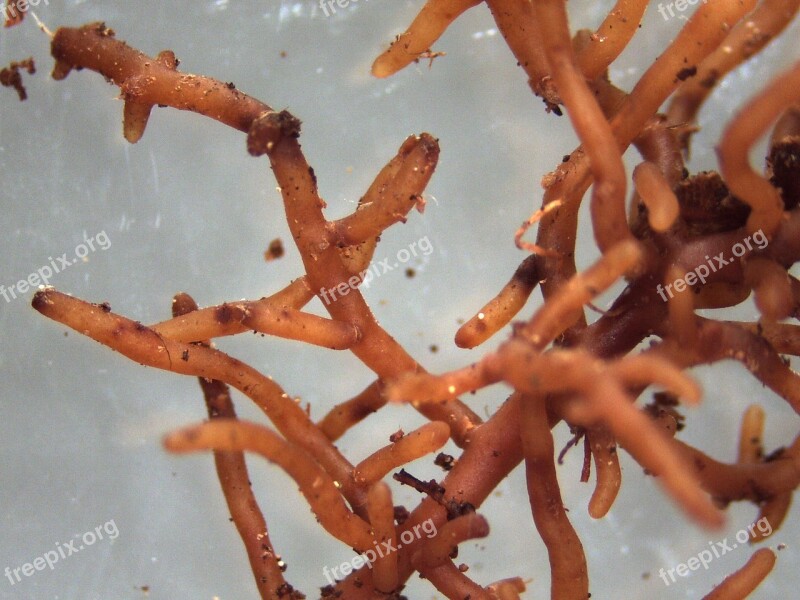 Mycorrhiza Ectomycorrhiza Mushroom Root Tree