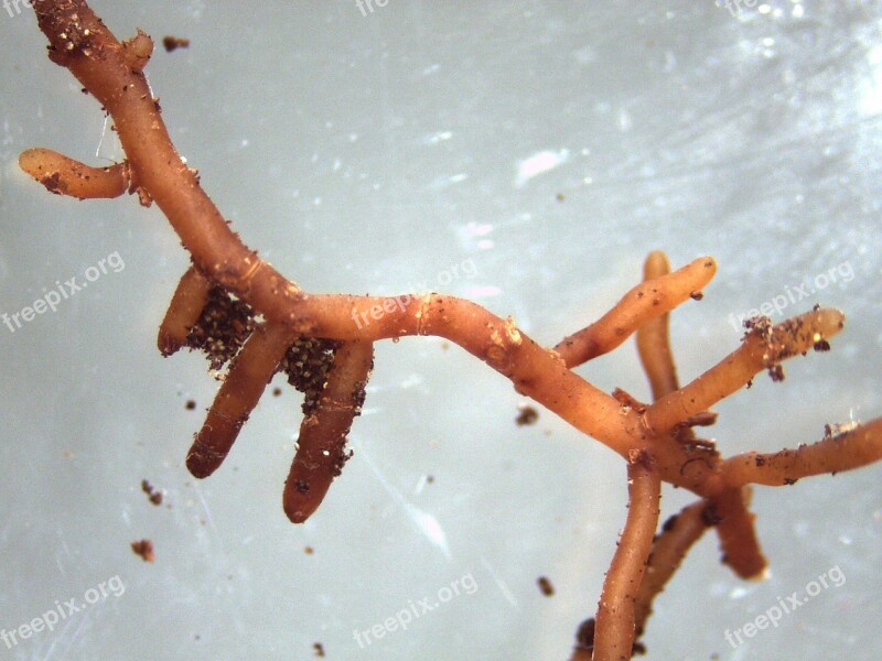 Mycorrhiza Ectomycorrhiza Mushroom Root Tree