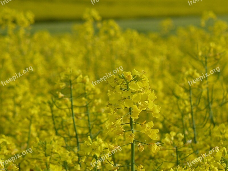 Field Of Rapeseeds Yellow Bright Oilseed Rape Spring