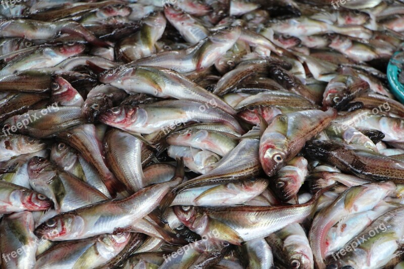 Fish Biology Sea Sandfish Market