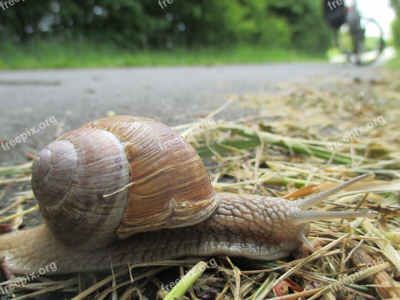 Snail Slowly Shell Close Up Crawl