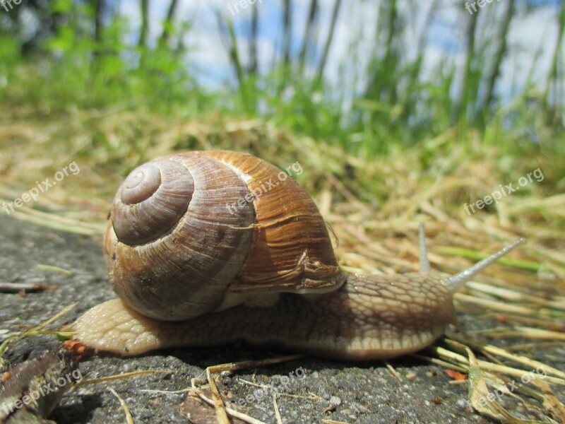 Snail Shell Crawl Slowly Free Photos