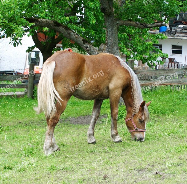 Brown Horse Grazing Horse Animal Free Photos