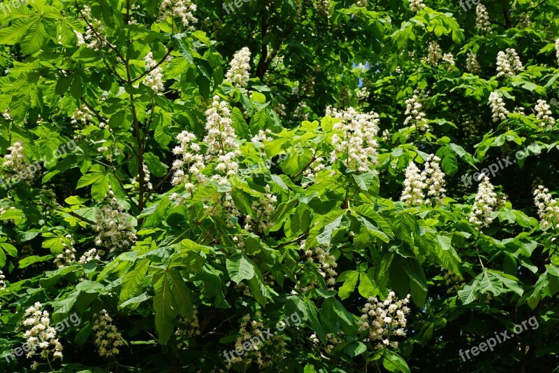 Chestnut Tree Nature Blossom Bloom