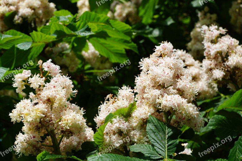 Chestnut Tree Nature Blossom Bloom