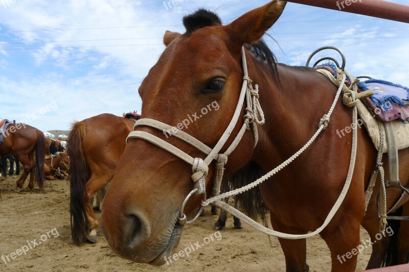 Horse Pet Mongolia Happy Valley Race Course Free Photos