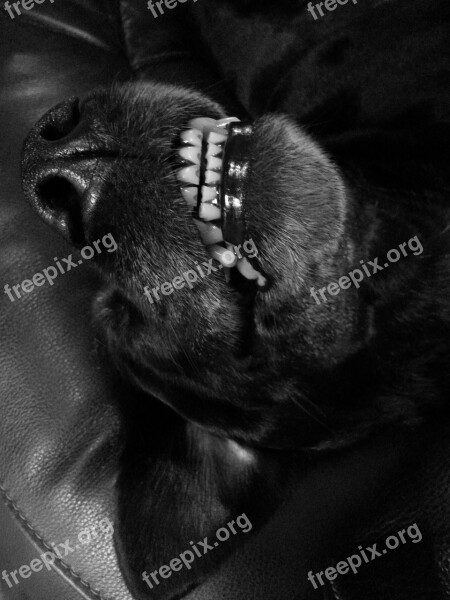 Dog Teeth Black Pet Grinning