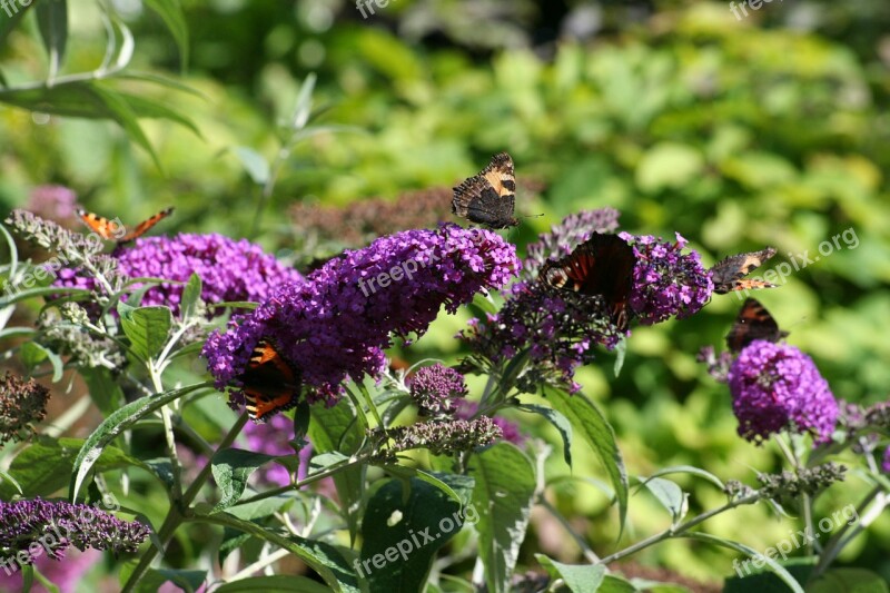 Butterfly Bush Butterflies Garden Free Photos