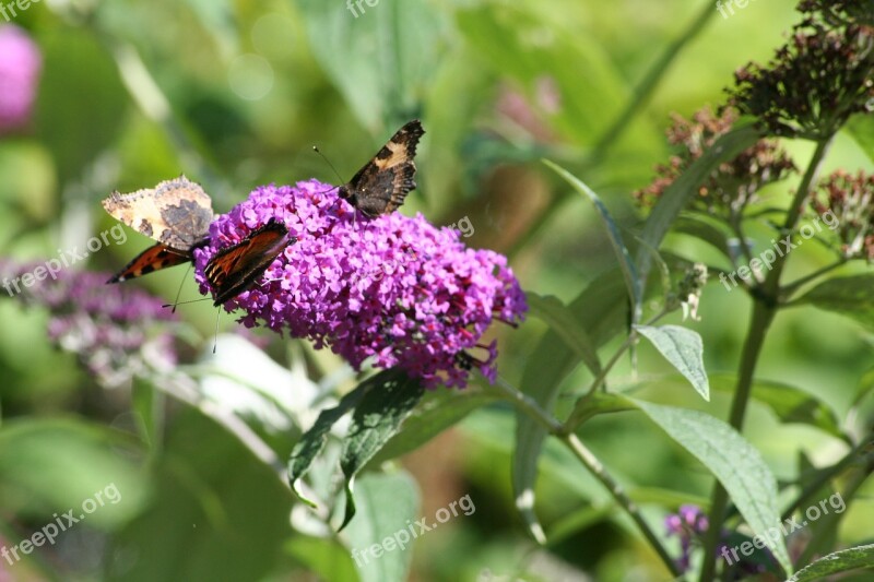 Butterfly Bush Butterflies Garden Free Photos