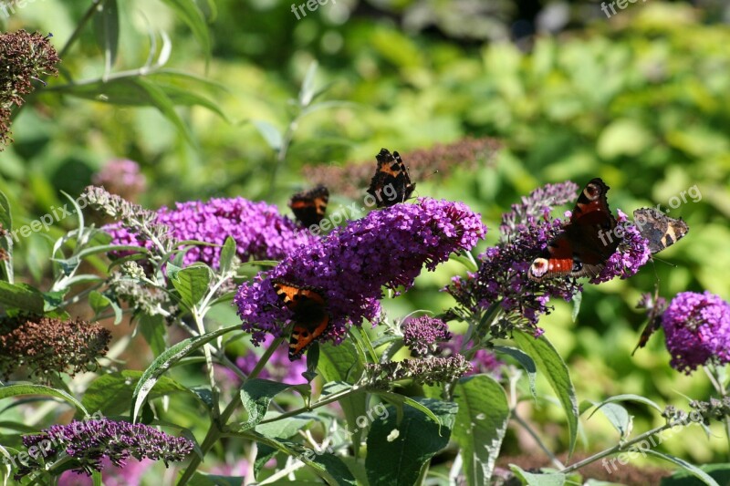 Butterfly Bush Butterfly Garden Free Photos